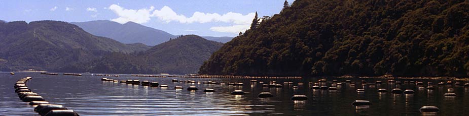 Delicious New Zealand Oysters
