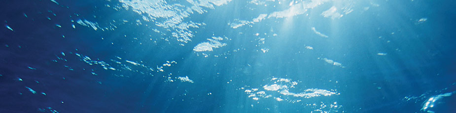 Delicious New Zealand Oysters