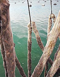 New Zealand Greenshell Mussels