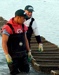 New Zealand Oyster farming